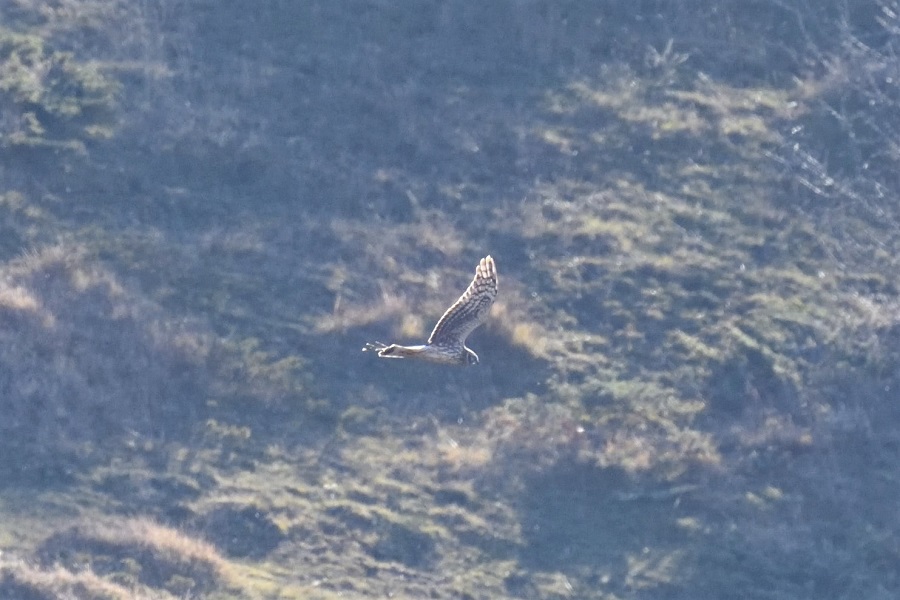 Hen Harrier